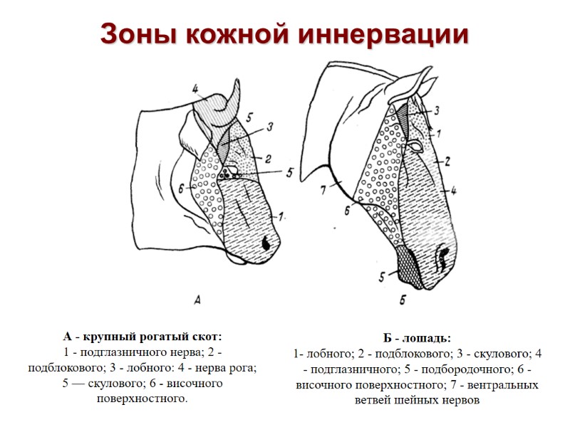 Зоны кожной иннервации А - крупный рогатый скот: 1 - подглазничного нерва; 2 - Зоны кожной иннервации А - крупный рогатый скот: 1 - подглазничного нерва; 2 -